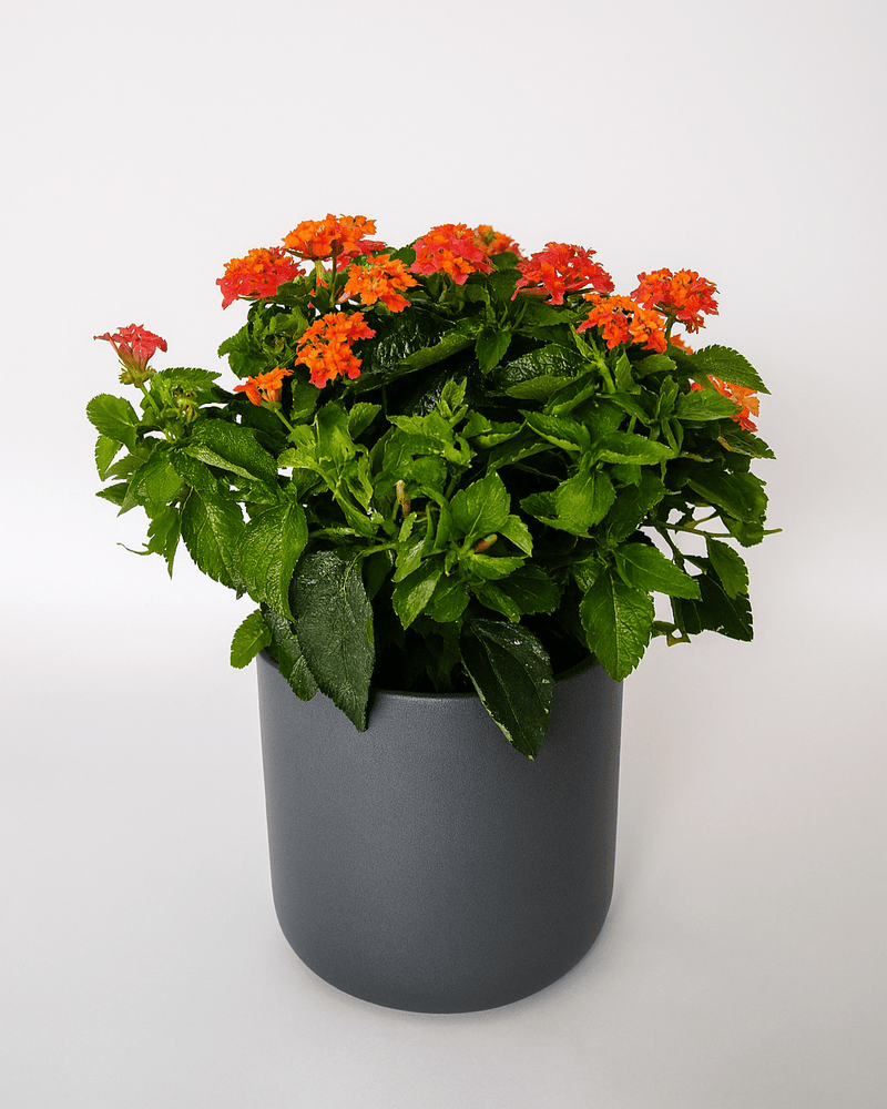 Lantana Color Mix