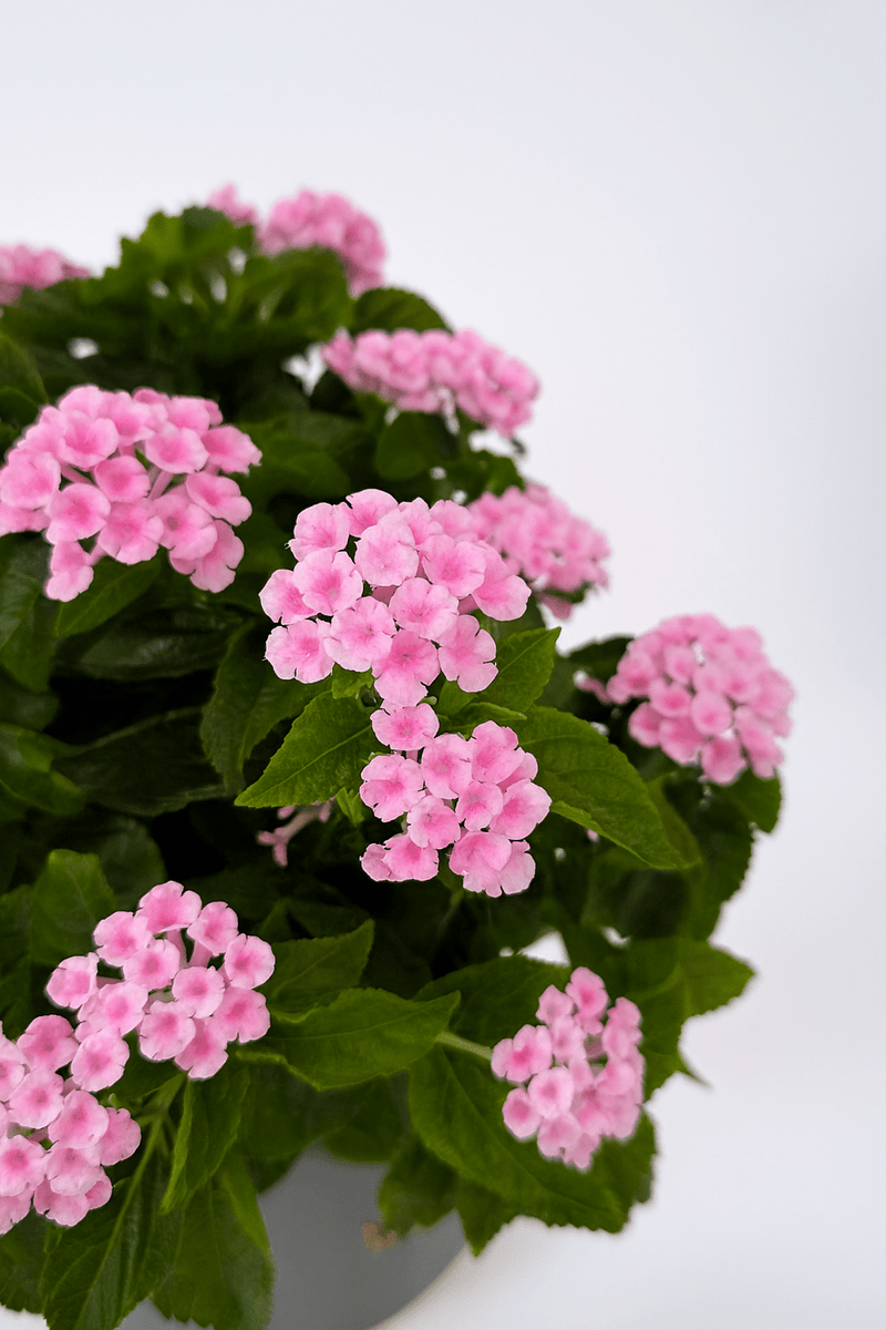 Lantana Color Mix