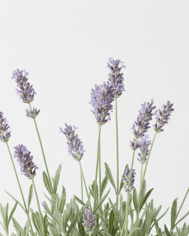 Lavanda Dentata · Lavanda francesa