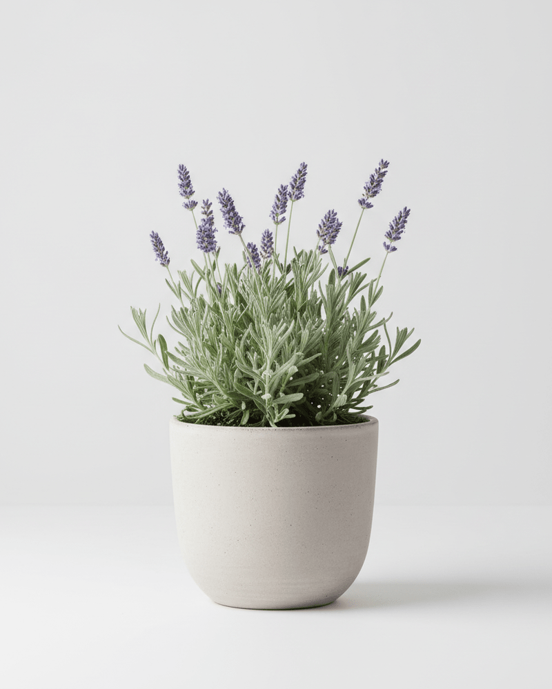 Lavanda Dentata · Lavanda francesa