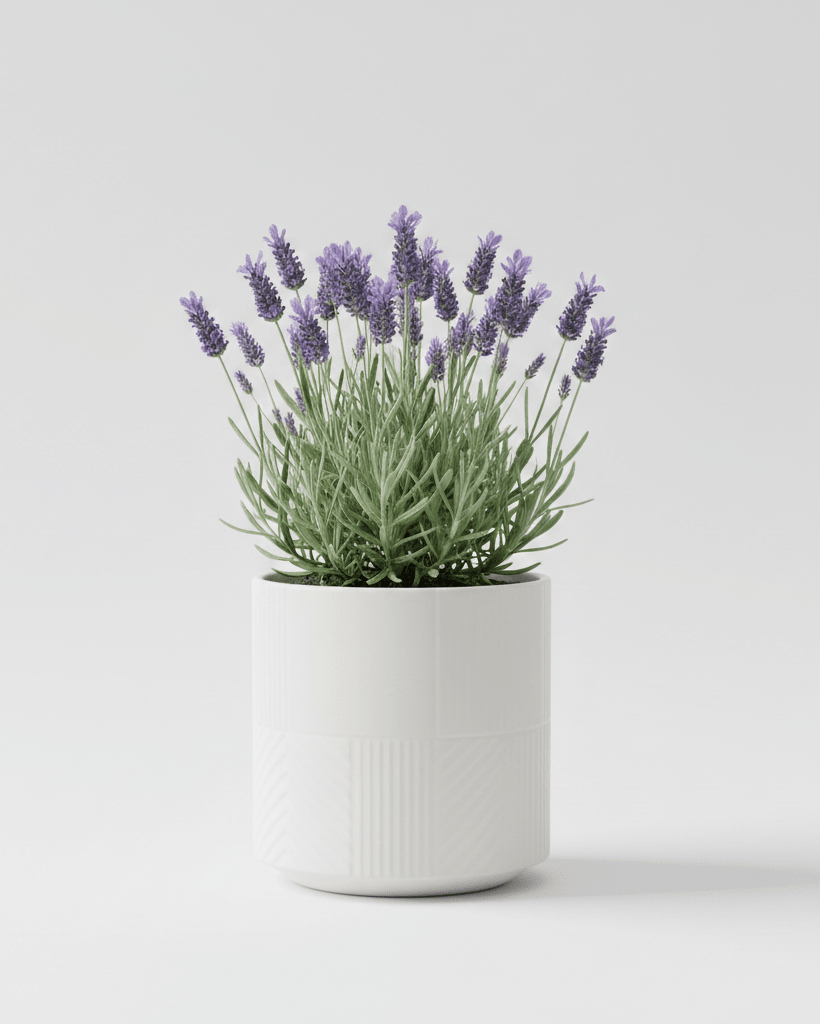 Lavanda Stoecha - Napuplant