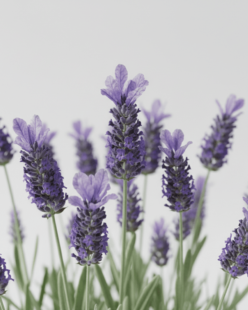 Lavanda Stoecha