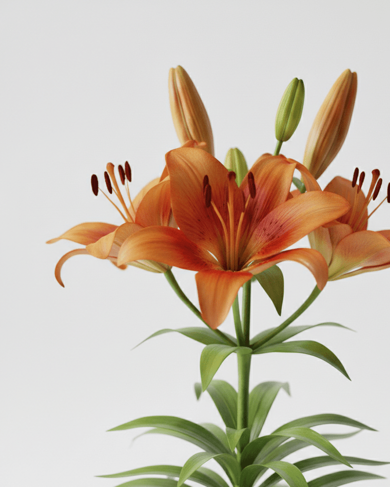 Lilium