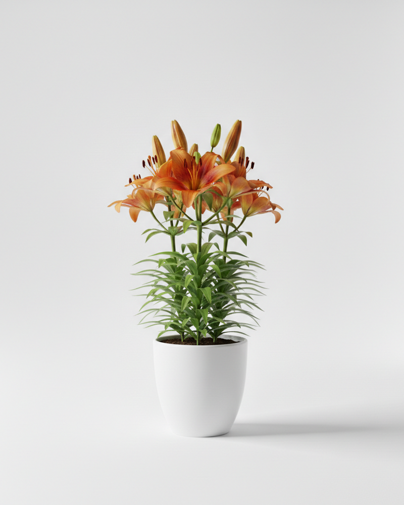 Lilium