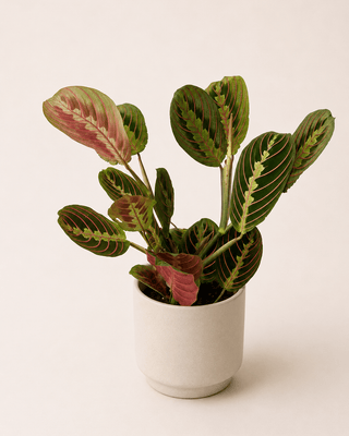 Maranta leuconeura - Napuplant