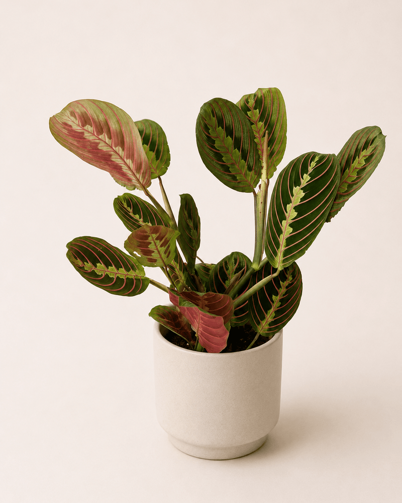 Maranta leuconeura