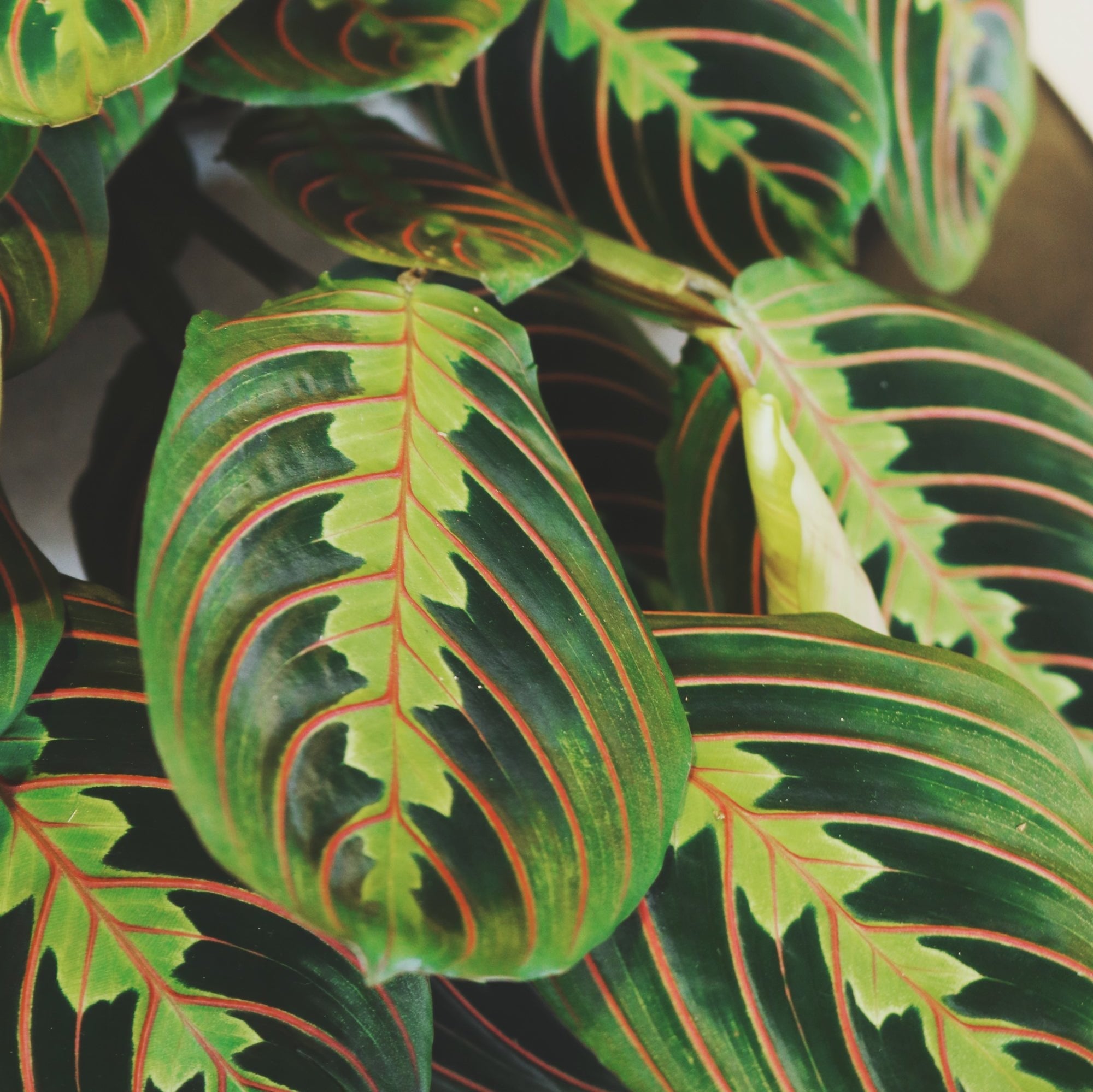 Maranta Leuconeura - Napuplant