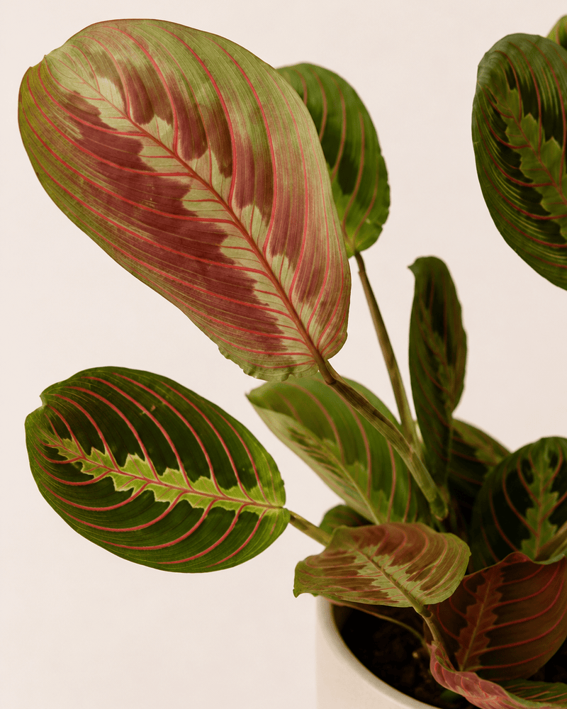 Maranta leuconeura