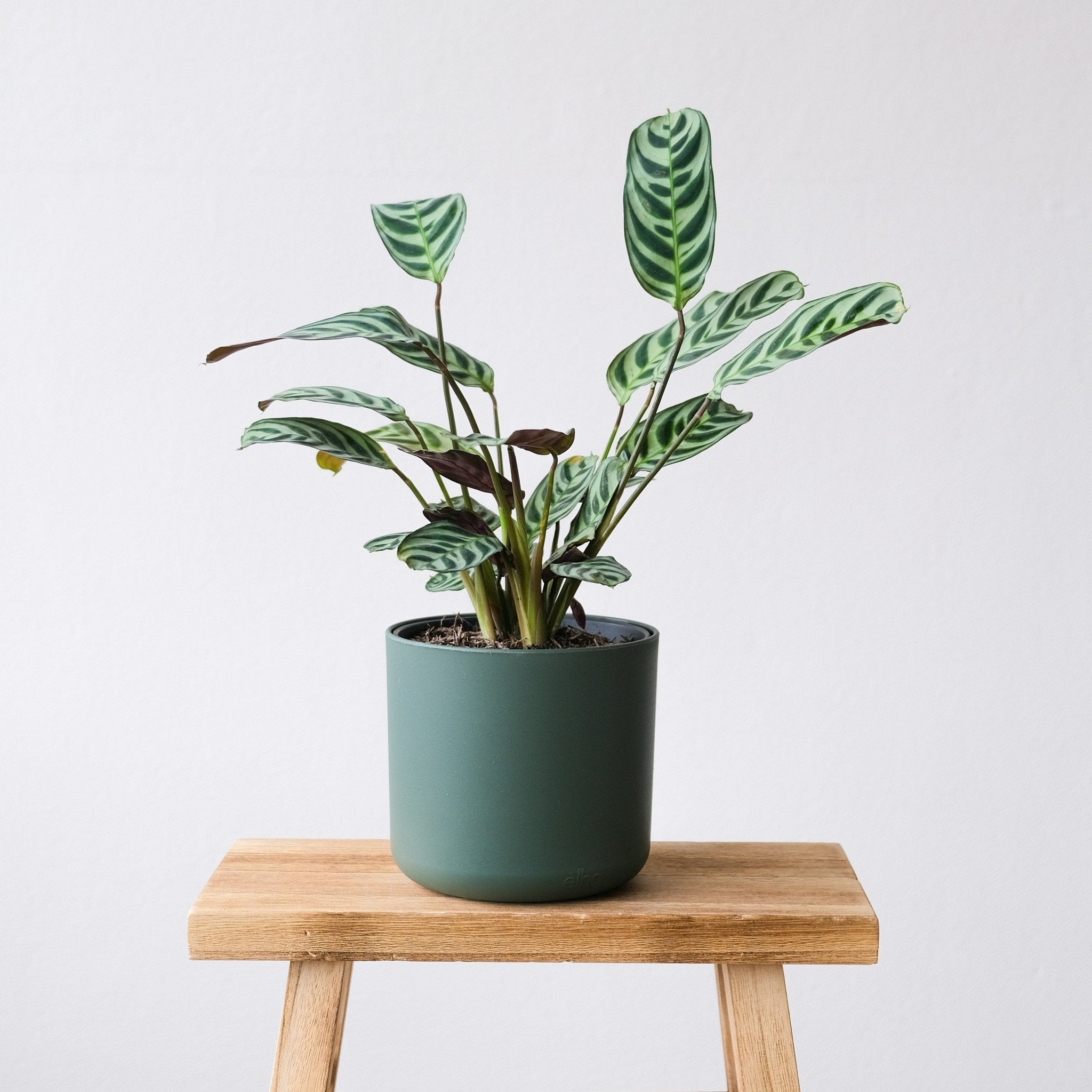 Maranta Leuconeura - Napuplant