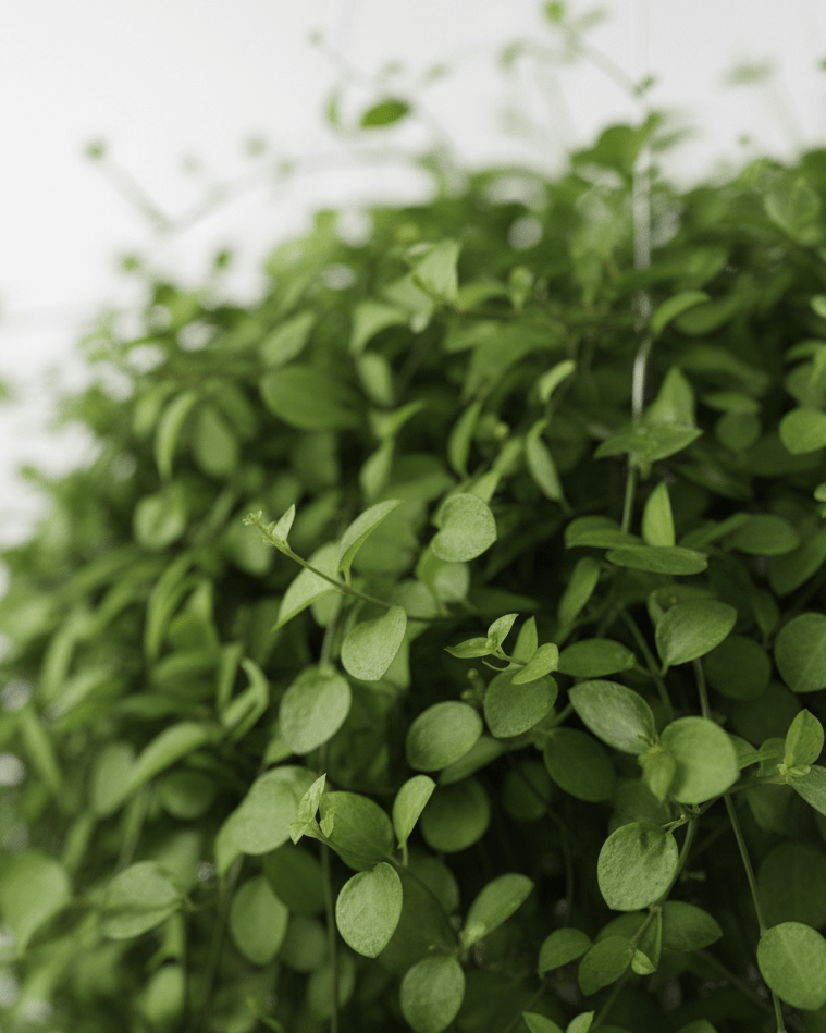 Muehlenbeckia · Planta alambre