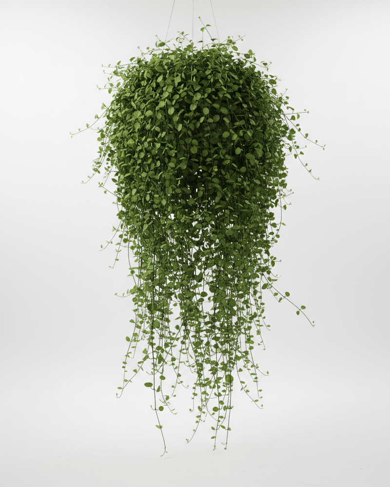 Muehlenbeckia · Planta alambre