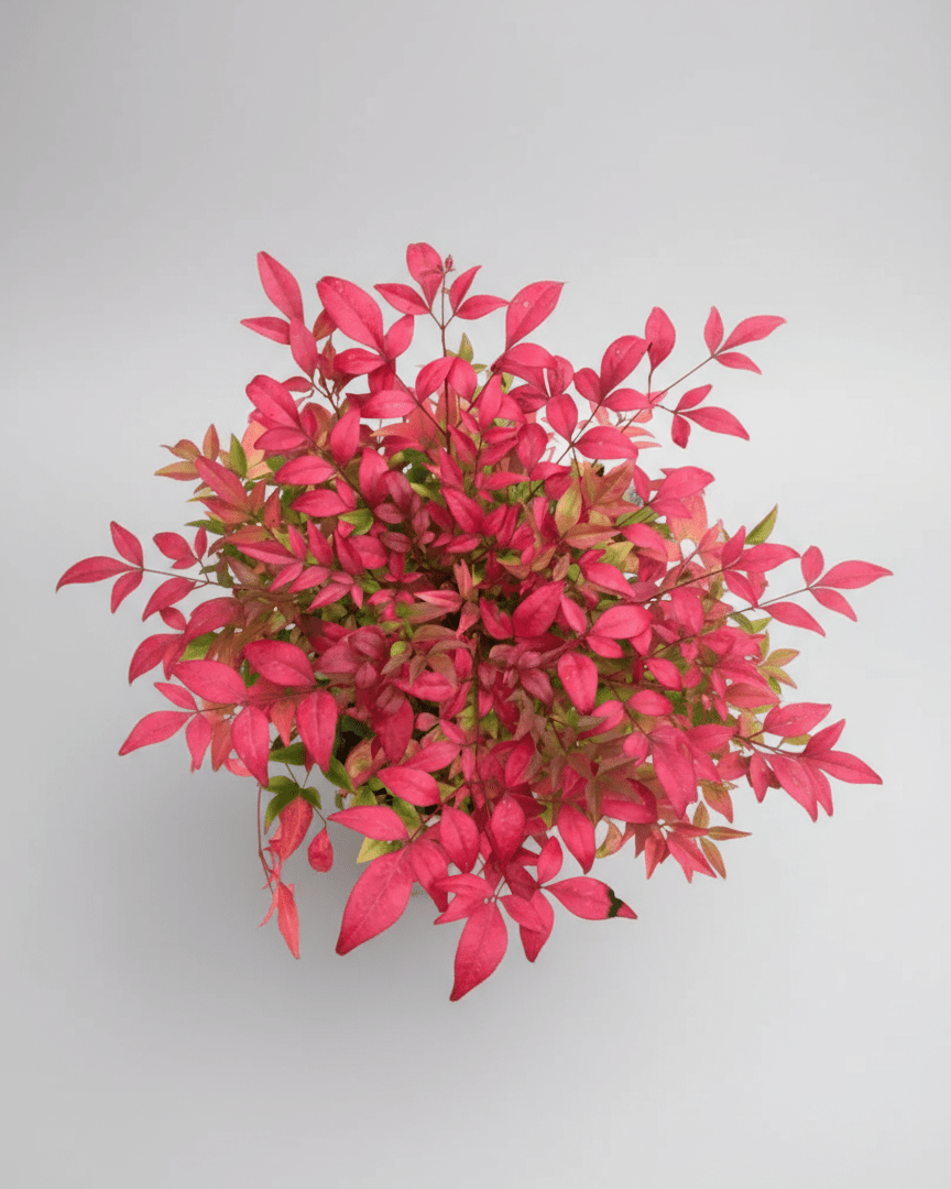 Nandina Domestica - Napuplant