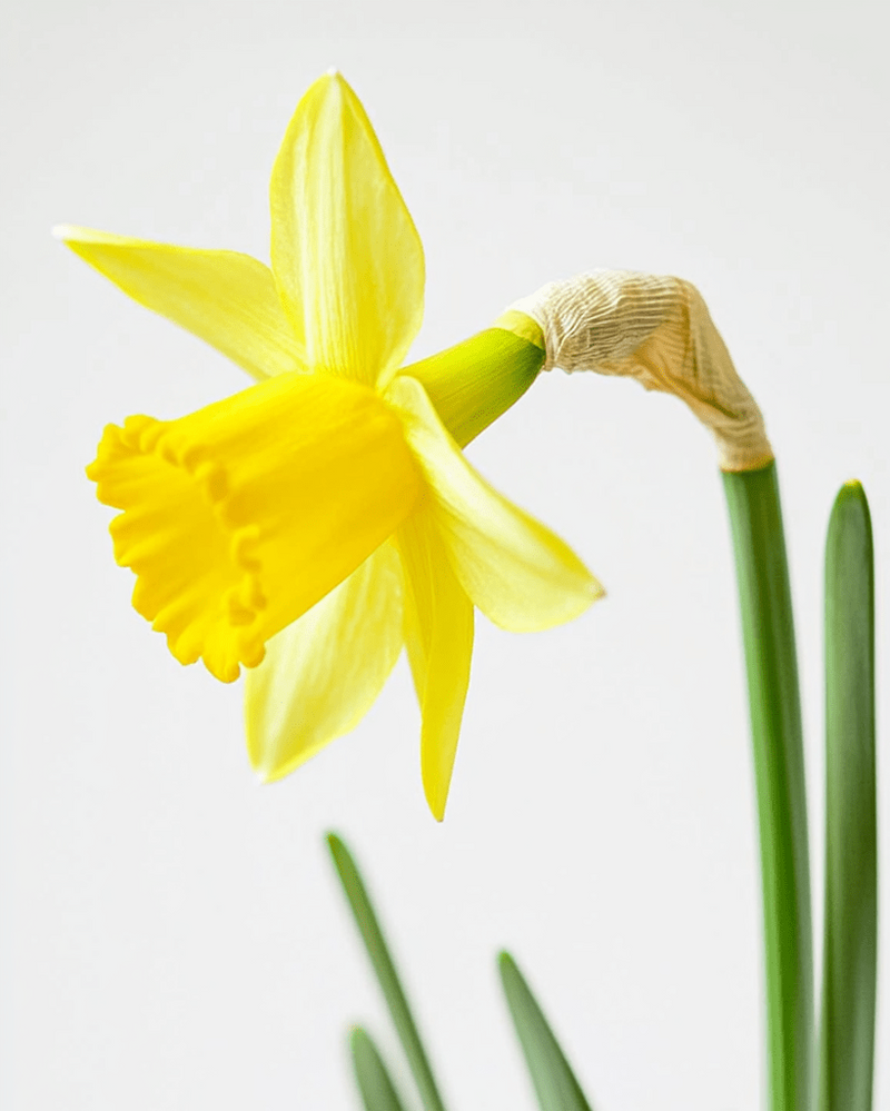 Narciso