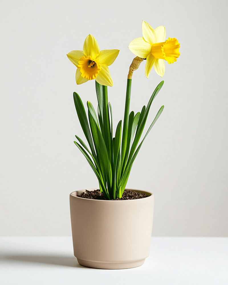 Narciso