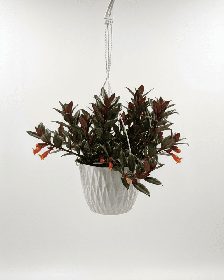 Nematanthus · Planta del pez dorado