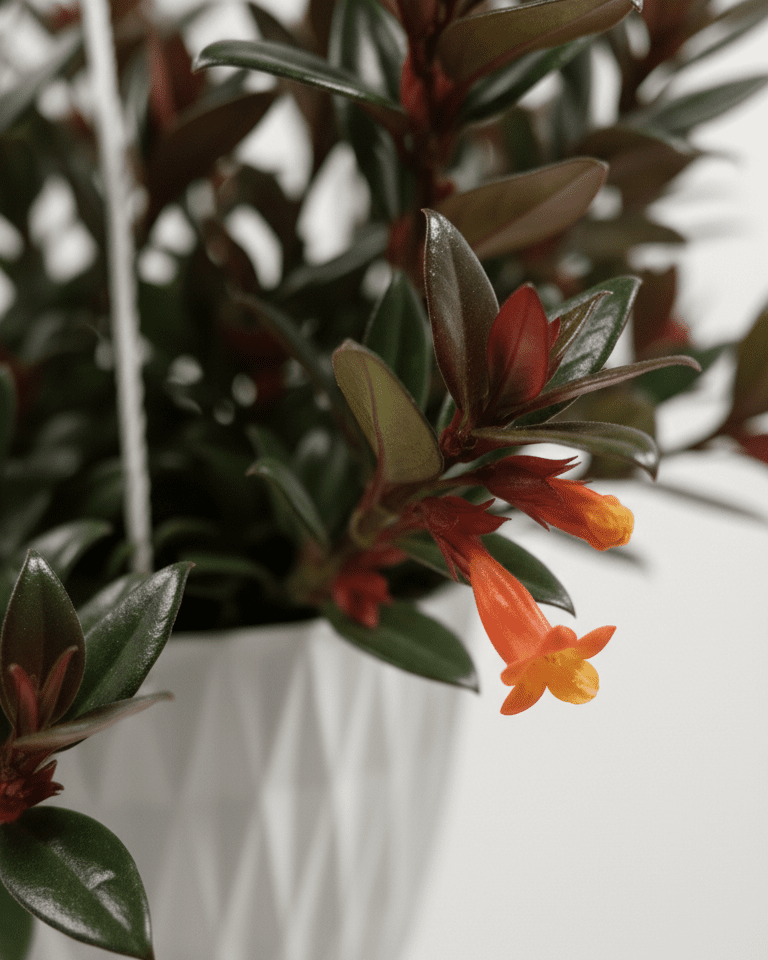 Nematanthus · Planta del pez dorado