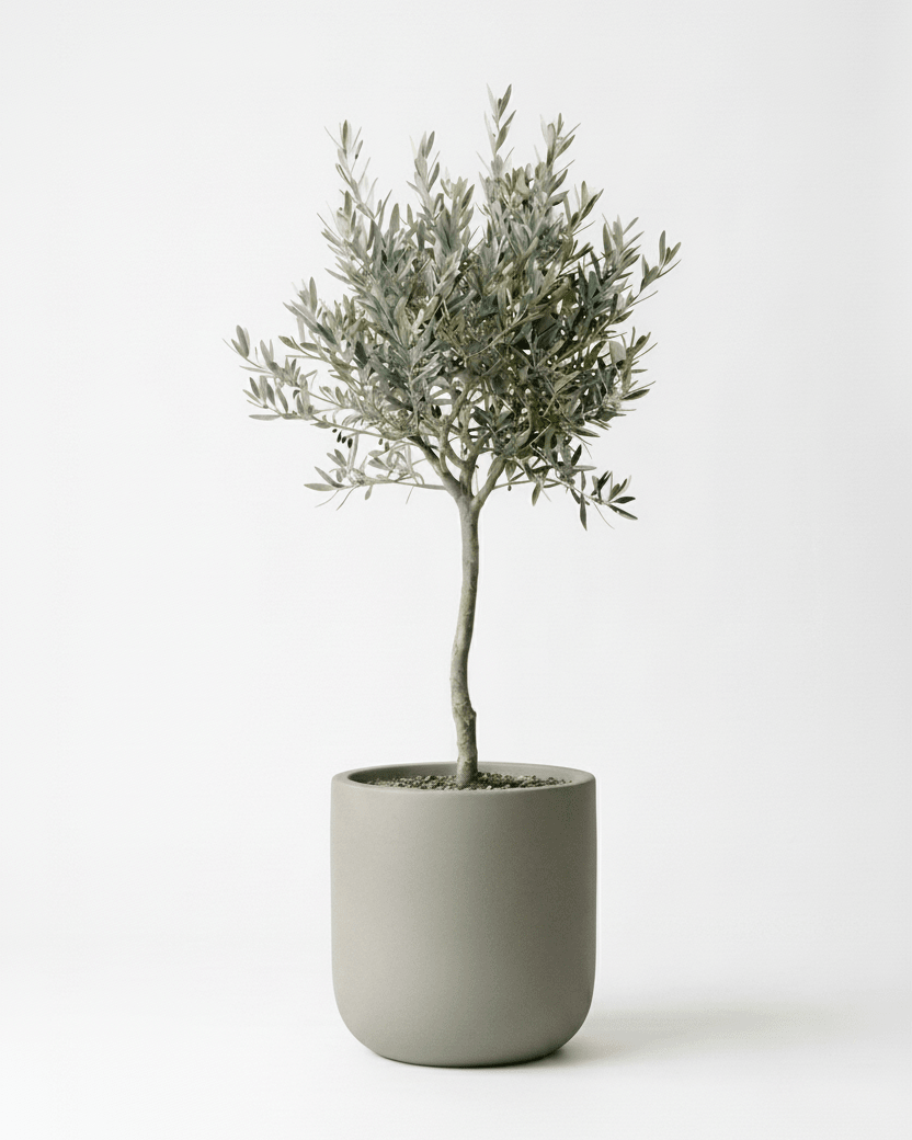 Olivo - Napuplant