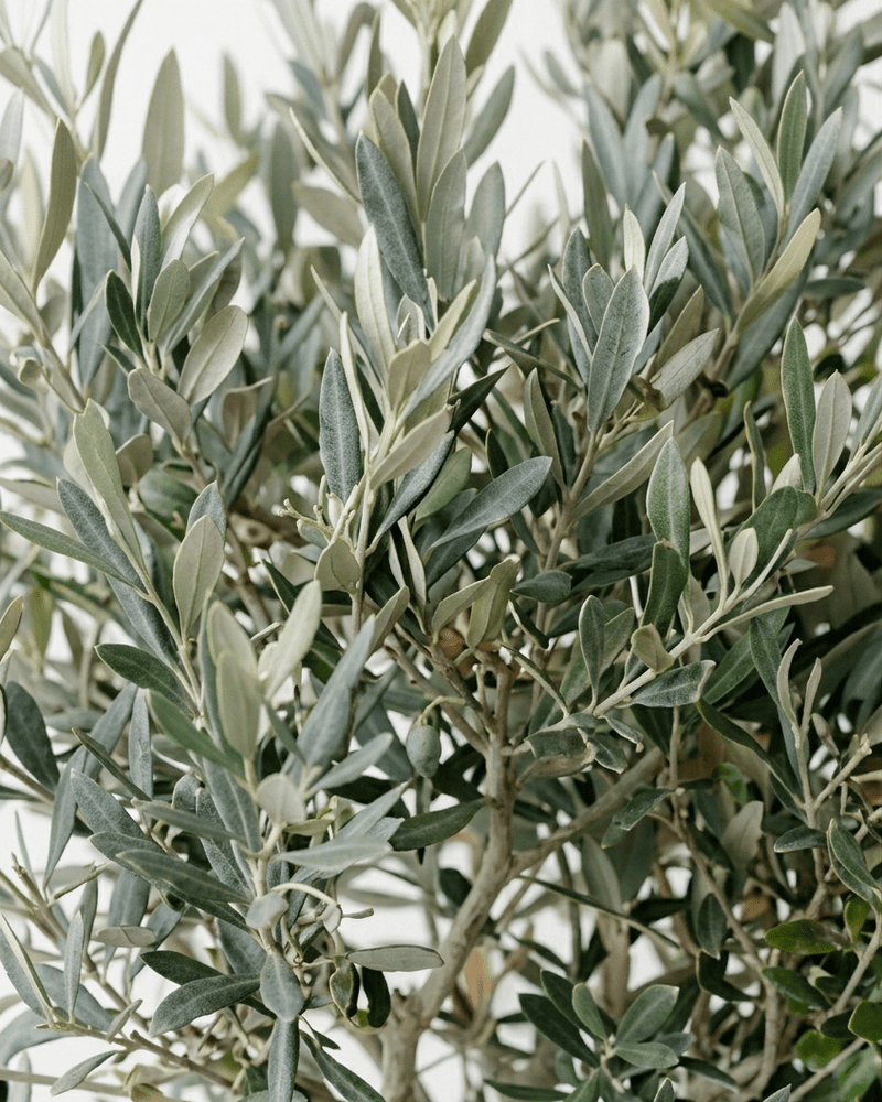 Olivo