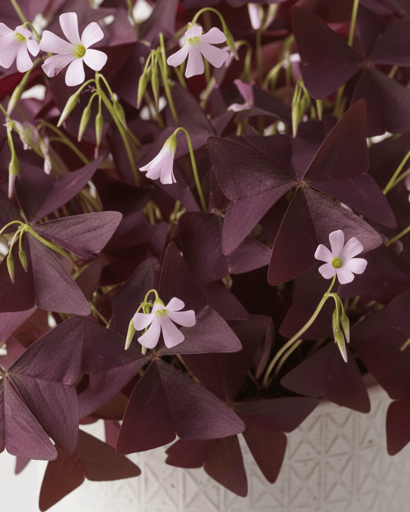 Oxalis Triangularis · Trébol morado