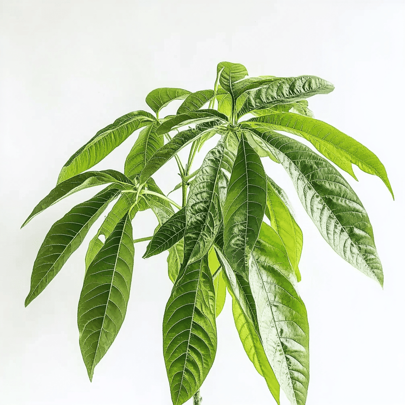 Pachira · Árbol del dinero
