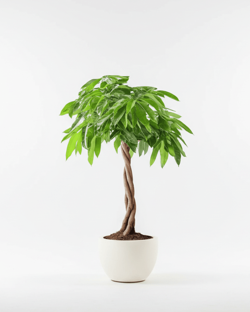 Pachira · Árbol del dinero