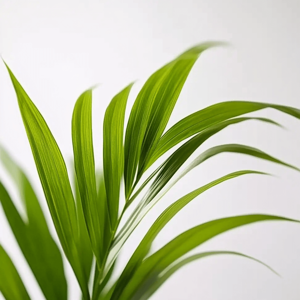 Palma de Areca - Napuplant