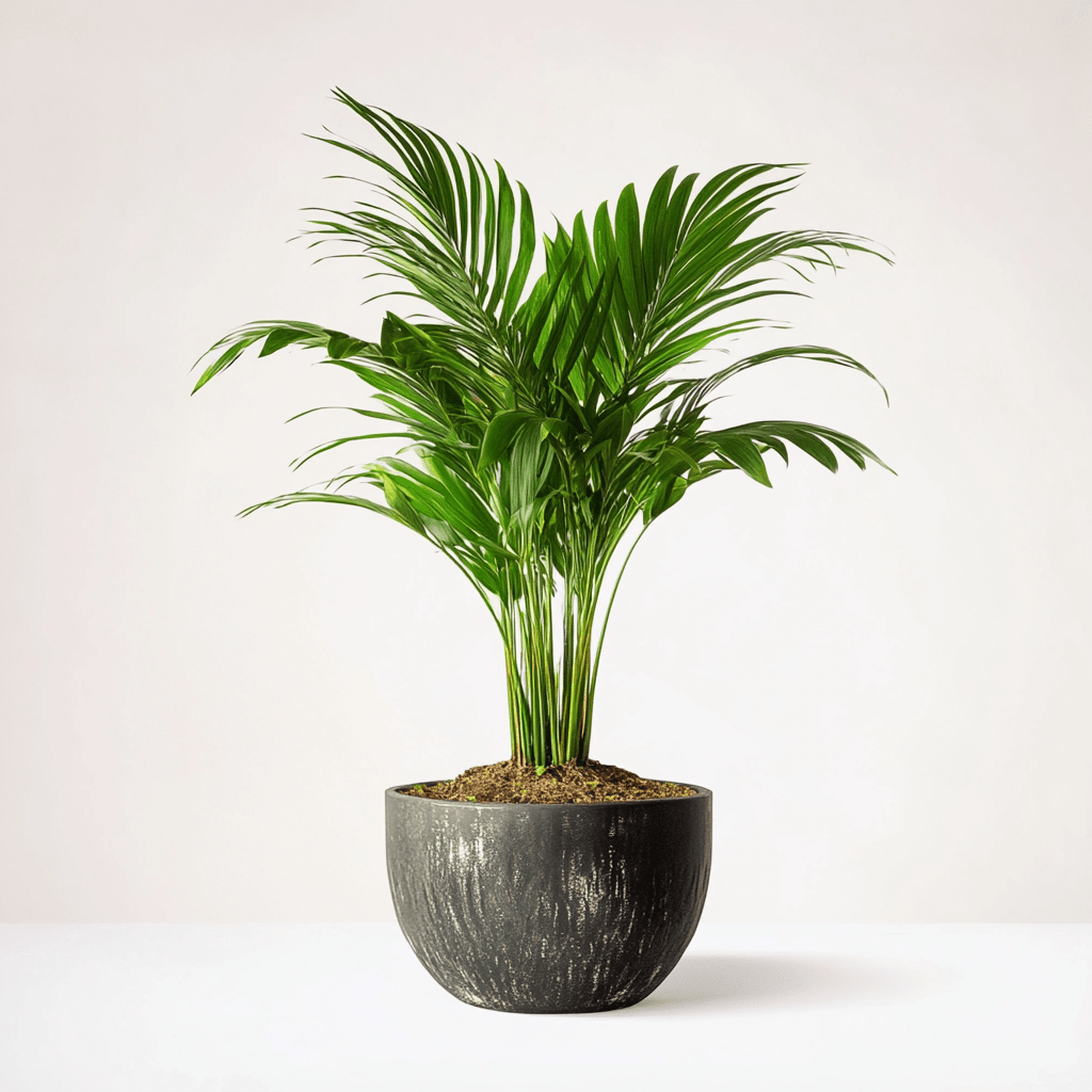 Palma de Areca - Napuplant