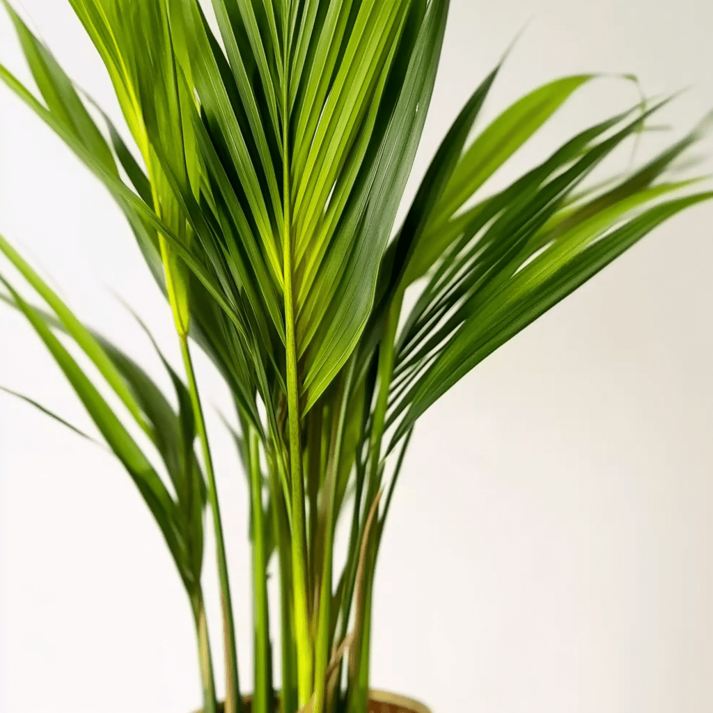 Palma de Areca - Napuplant