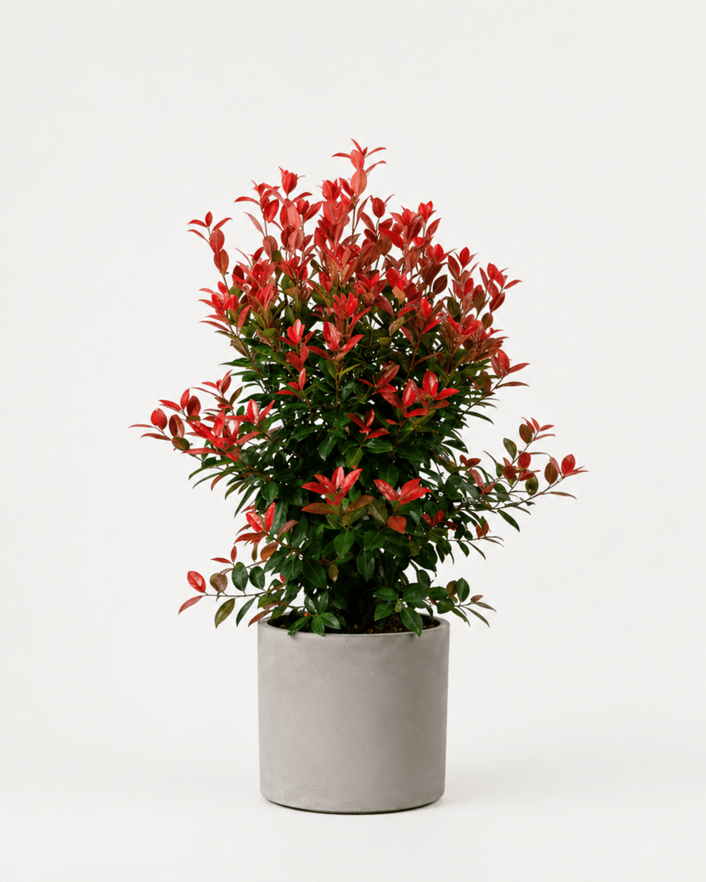 Photinia - Napuplant