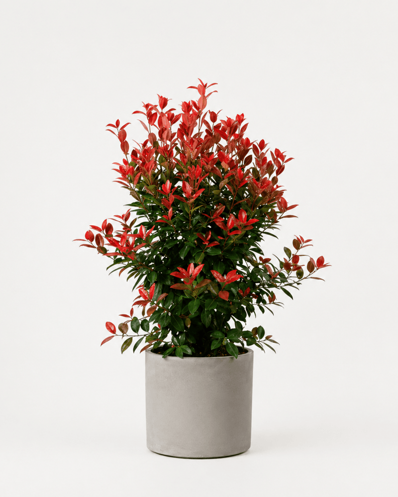 Photinia