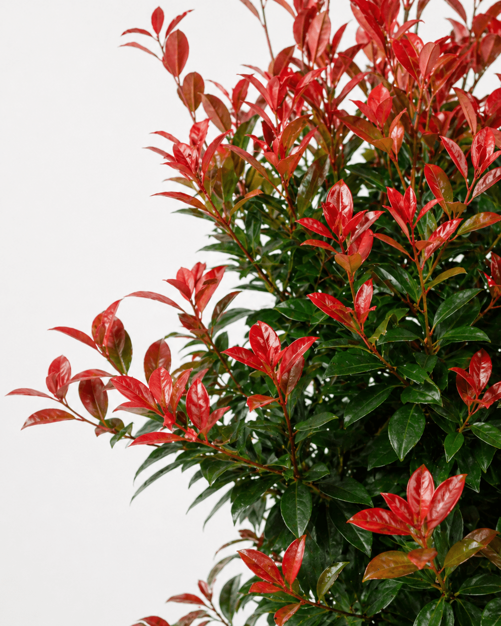 Photinia - Napuplant