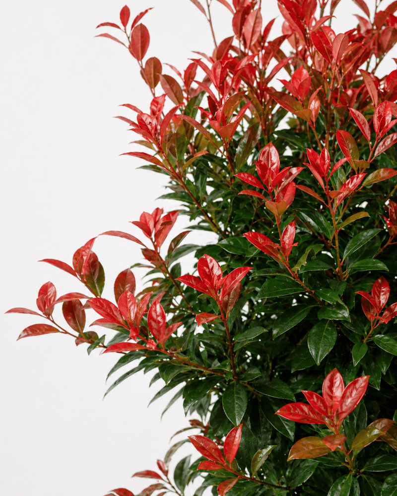 Photinia