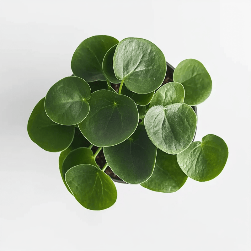 Pilea Peperomioides