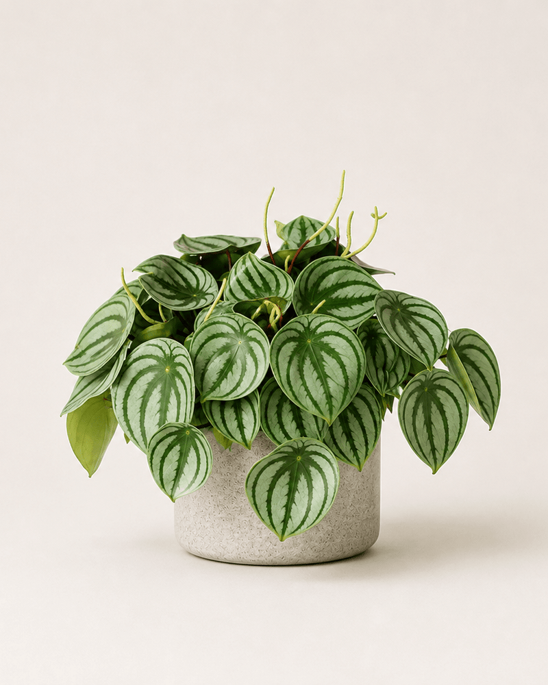 Pilea Watermelon