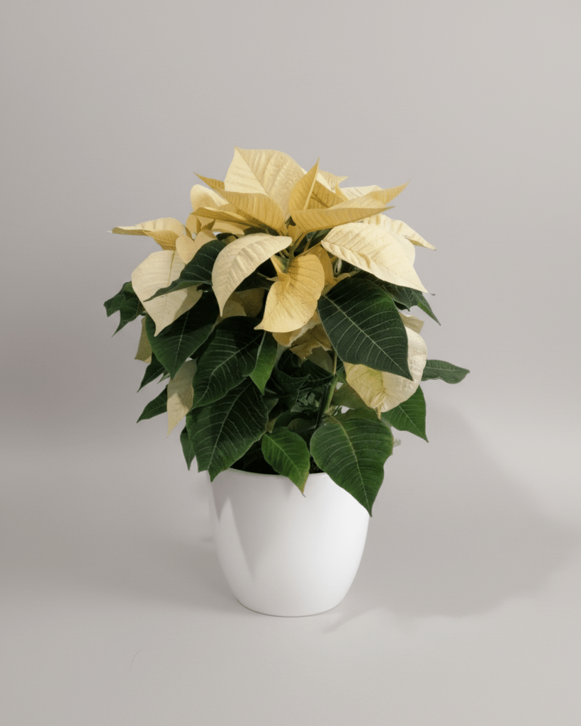 Poinsettia - Napuplant