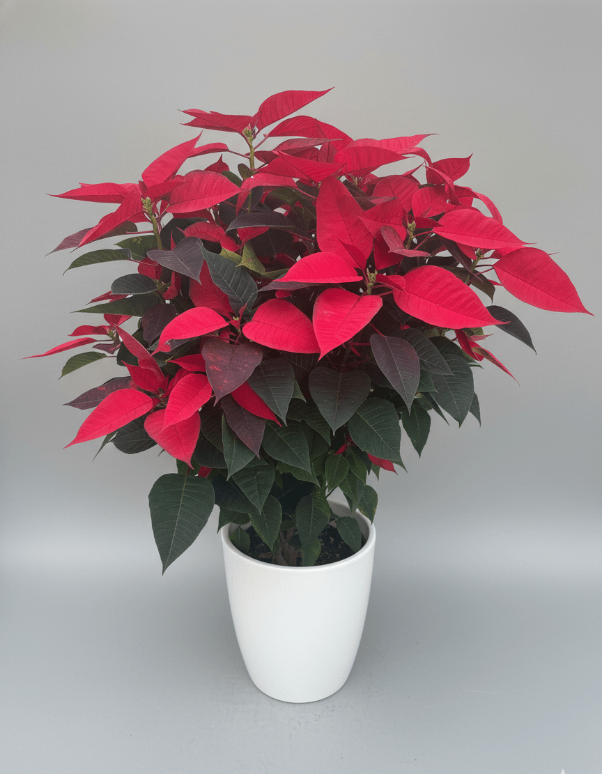 Poinsettia - Napuplant