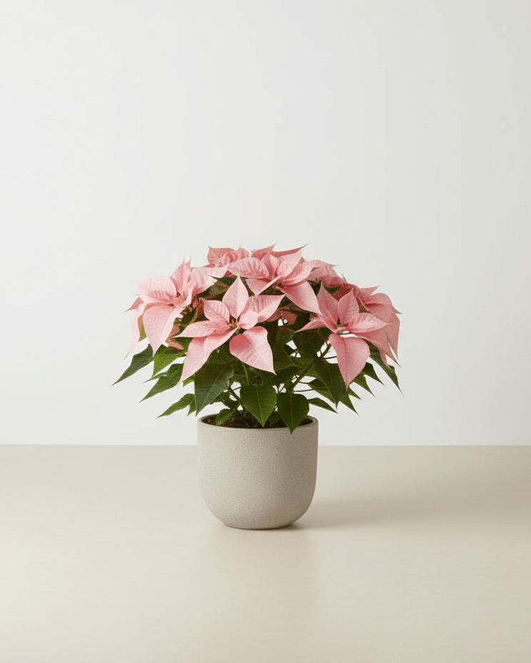 Planta De Pascua (Poinsettia) Viva - Flor De Navidad Rosa - Decoración De Interior En Maceta