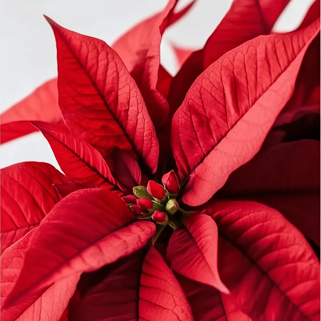 Poinsettia Roja - Napuplant