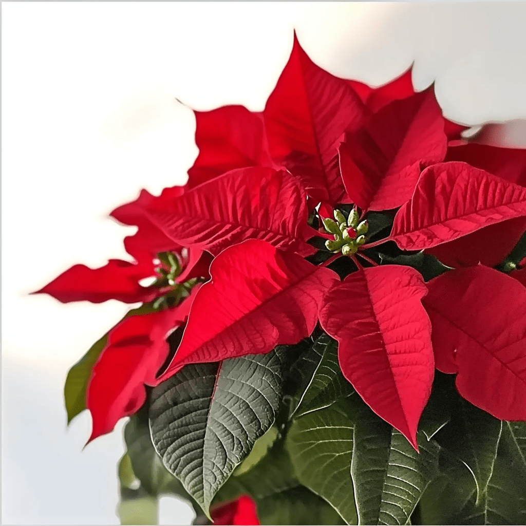 Poinsettia Roja - Napuplant