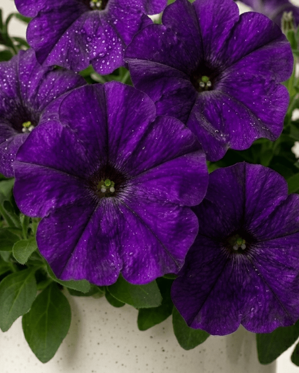 Potunia - Napuplant