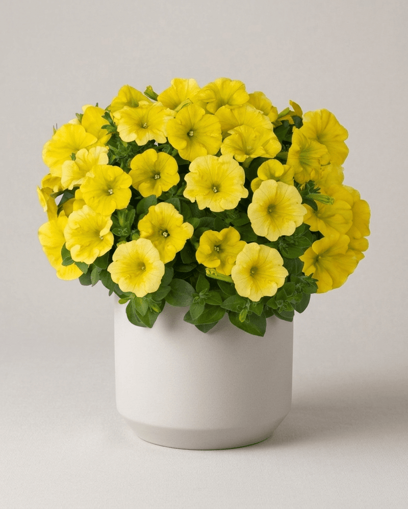 Potunia · Petunia