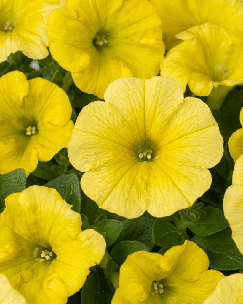 Potunia - Napuplant