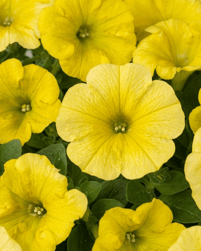 Potunia · Petunia