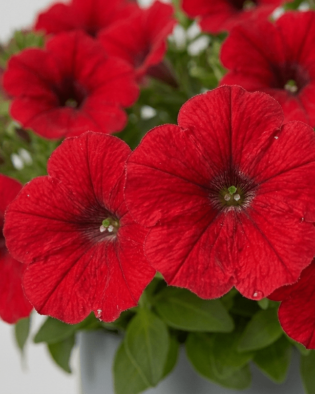 Potunia · Petunia