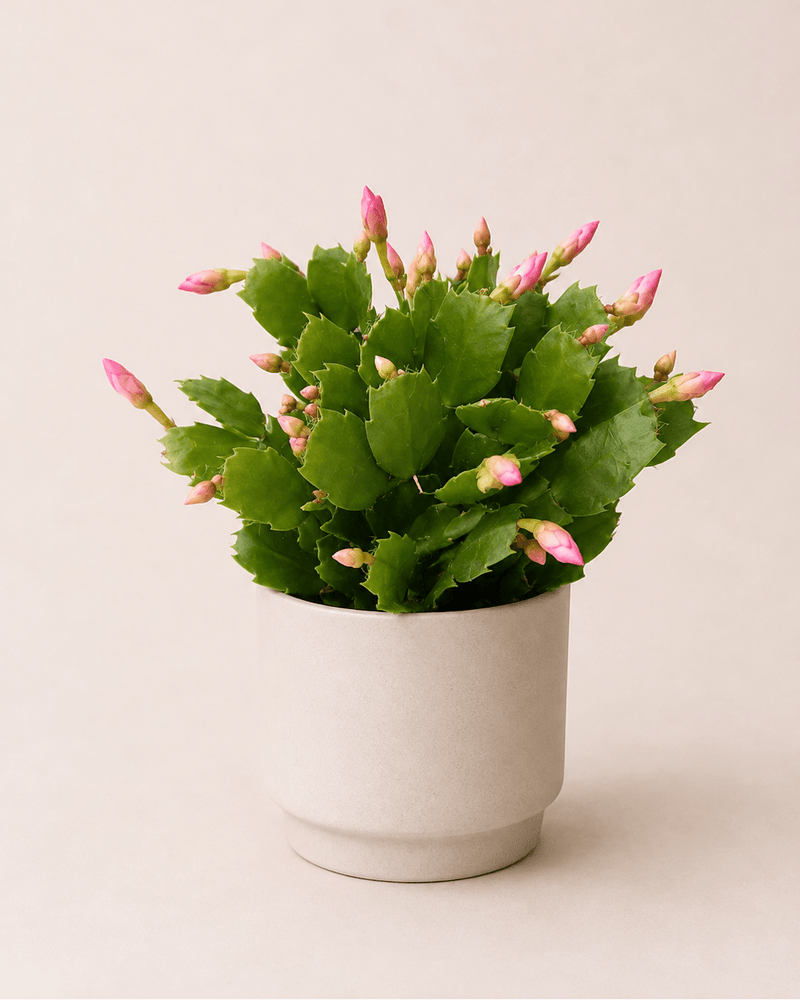 Rhipsalis