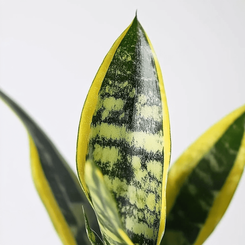 Sansevieria · Lengua de suegra