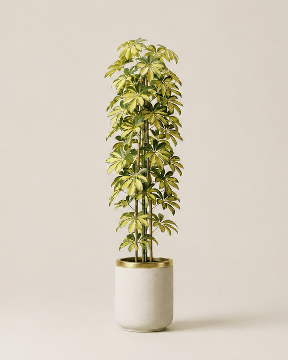Schefflera