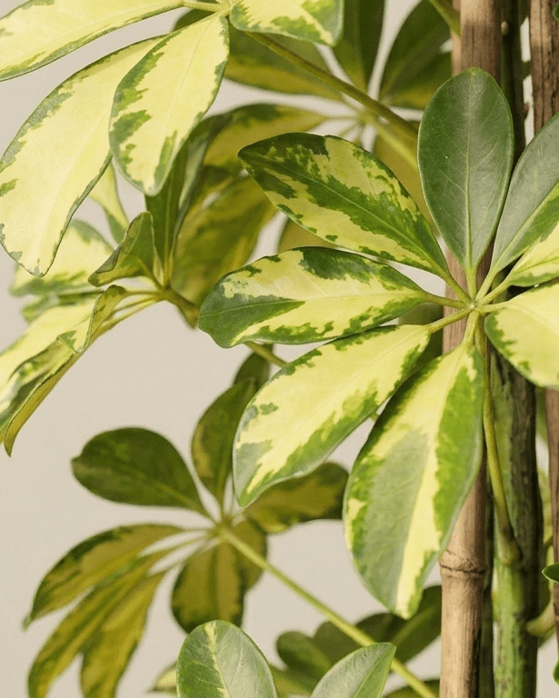 Schefflera