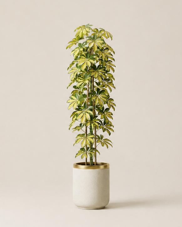 Schefflera