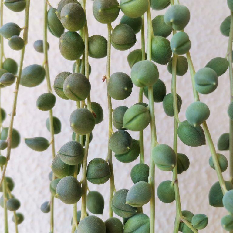 Senecio Rowleyanus · Collar de perlas